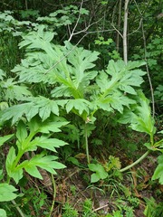 Xanthogalum tatianae