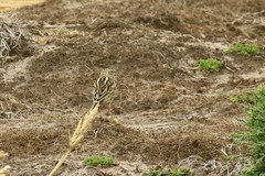 Anthus correndera grayi