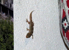 Hemidactylus turcicus