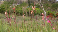 Watsonia knysnana