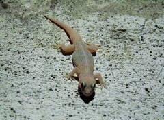 Hemidactylus turcicus