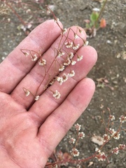 Eriogonum cernuum cernuum