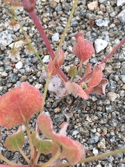 Eriogonum cernuum cernuum