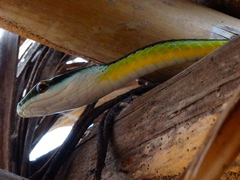 Leptophis diplotropis