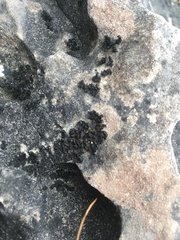 Lathagrium undulatum