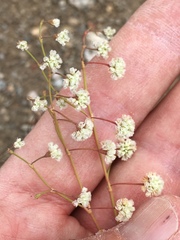 Eriogonum cernuum cernuum