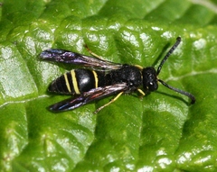 Ancistrocerus trifasciatus