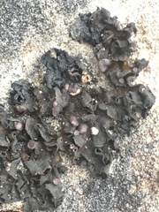 Lathagrium undulatum
