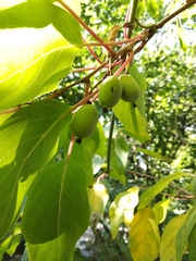 Actinidia kolomikta