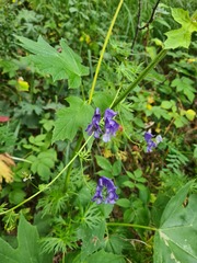 Aconitum nasutum