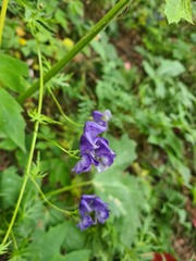 Aconitum nasutum