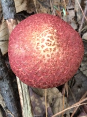 Suillus spraguei image