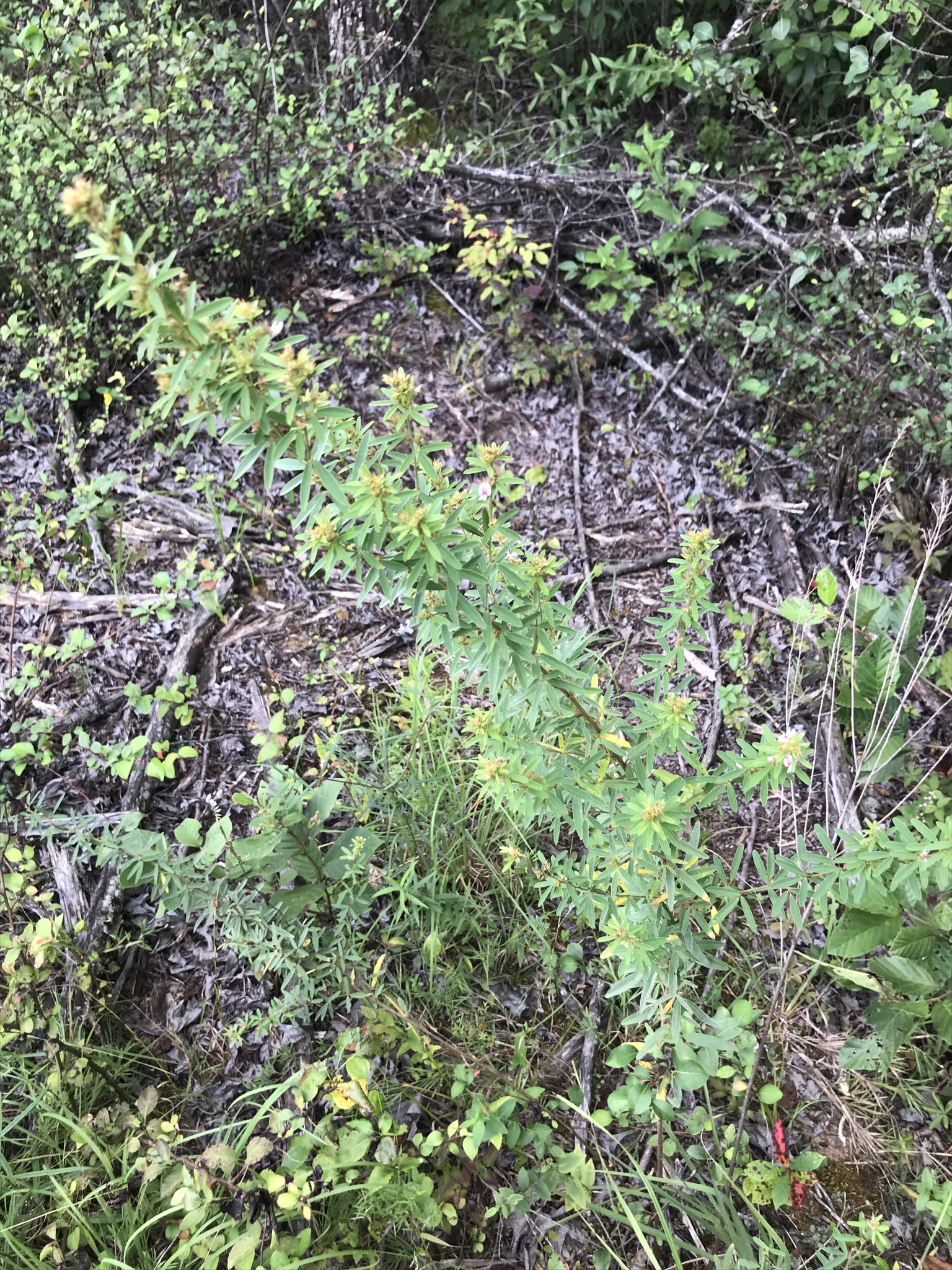 Lespedeza X simulata