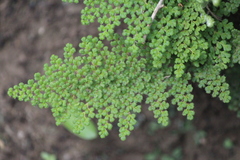 Myriopteris myriophylla