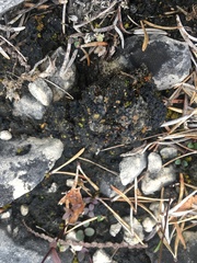 Placidium squamulosum