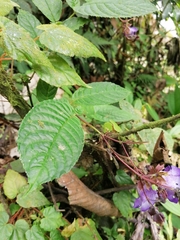 Monopyle
