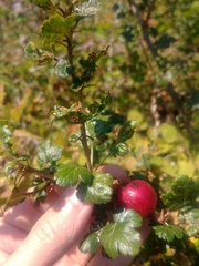 Ribes lobbii