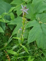 Asyneuma campanuloides