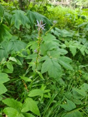 Asyneuma campanuloides