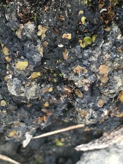 Placidium squamulosum