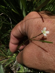 Epilobium oregonense