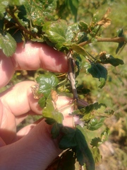 Ribes lobbii