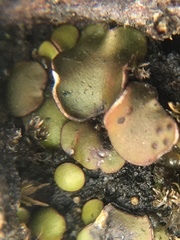 Placidium squamulosum