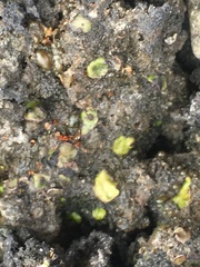 Placidium squamulosum