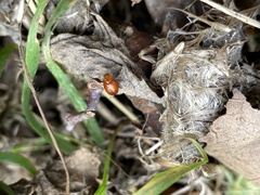 Coleoptera