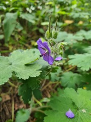 Geranium platypetalum