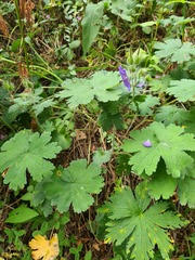 Geranium platypetalum