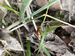 Coleoptera