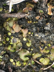 Placidium squamulosum