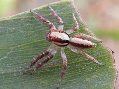 Cytaea alburna