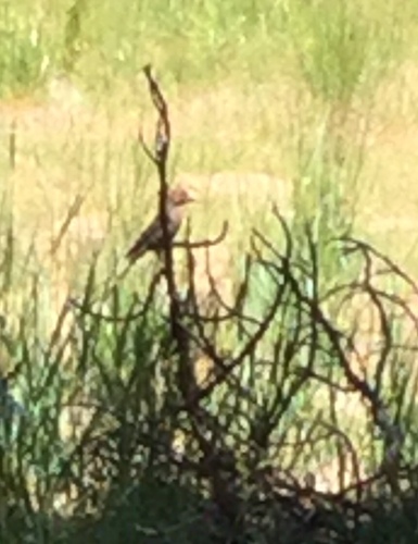 iNaturalist observation photo of Cassin's Finch