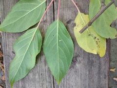 Actinidia kolomikta
