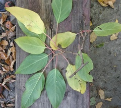 Actinidia kolomikta