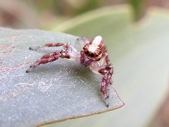 Cytaea alburna
