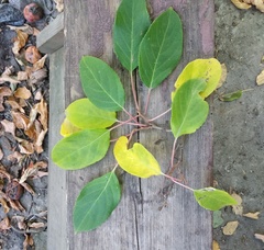 Actinidia kolomikta