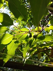 Actinidia kolomikta