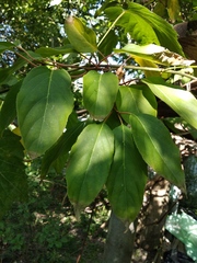 Actinidia kolomikta