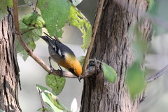 Peucedramus taeniatus