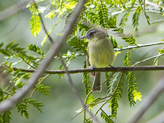 Tolmomyias sulphurescens