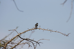 Polihierax semitorquatus