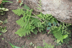 Myriopteris myriophylla