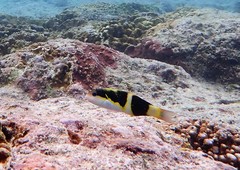 Thalassoma nigrofasciatum