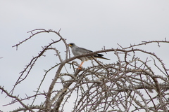 Melierax poliopterus