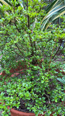 Terminalia molinetii