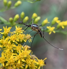 Toxorhynchites rutilus septentrionalis
