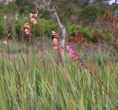 Watsonia knysnana
